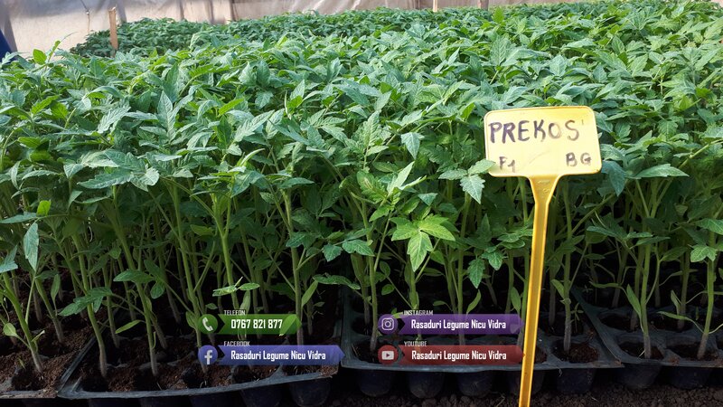 Rasad- Rasaduri Rosii Prekos Kalina Reyana Rila Bendida Kiveli 2026