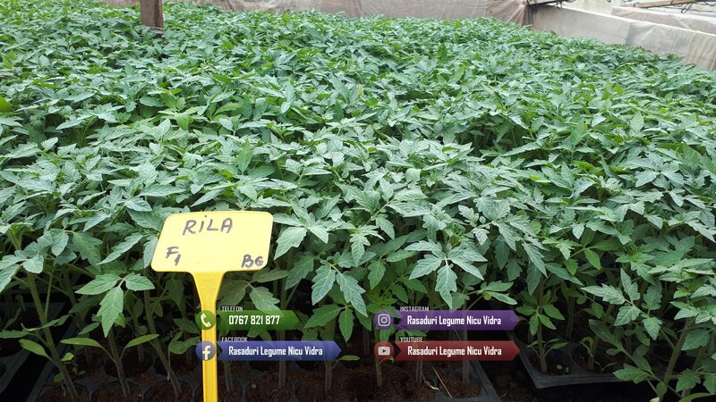 Rasad- Rasaduri Rosii Prekos Kalina Reyana Rila Bendida Kiveli 2026