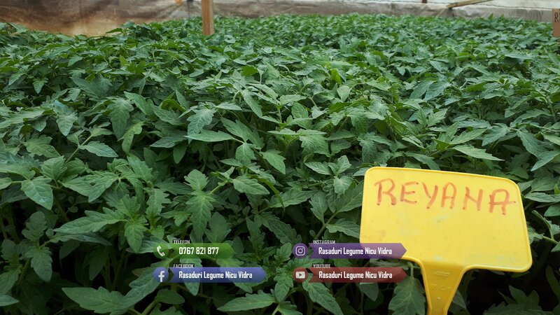 Rasad- Rasaduri Rosii Prekos Kalina Reyana Rila Bendida Kiveli 2026