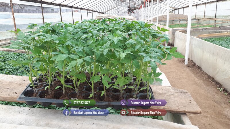 Rasad- Rasaduri Rosii Prekos Kalina Reyana Rila Bendida Kiveli 2026