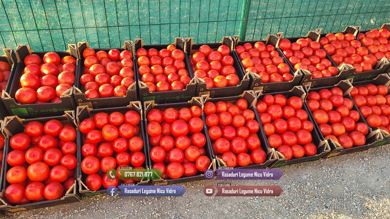 Rasad- Rasaduri Rosii Prekos Kalina Reyana Rila Bendida Kiveli 2026