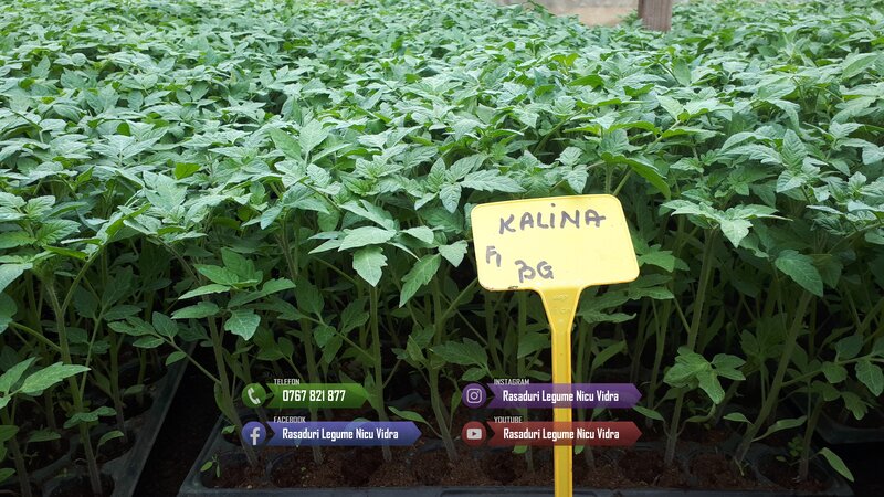 Rasad- Rasaduri Rosii Prekos Kalina Reyana Rila Bendida Kiveli 2026