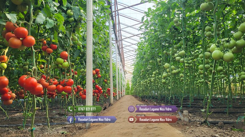 Rasad- Rasaduri Rosii Prekos Kalina Reyana Rila Bendida Kiveli 2026