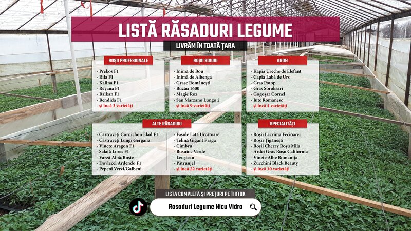 Rasad- Rasaduri Rosii Prekos Kalina Reyana Rila Bendida Kiveli 2026