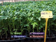 Rasad- Rasaduri Rosii Prekos Kalina Reyana Rila Bendida Kiveli 2026