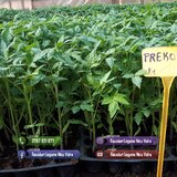 Rasad- Rasaduri Rosii Prekos Kalina Reyana Rila Bendida Kiveli 2026